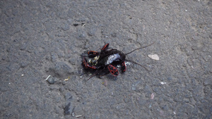 虫子在吃一只死蟑螂6秒视频