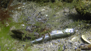 螃蟹在底部发现了阿特林纳鱼死鱼正吃掉它黑海31秒视频