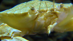 黑海螃蟹9秒视频