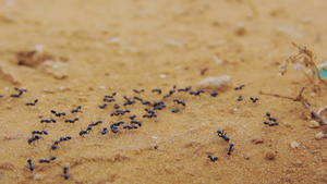一群黑蚂蚁在泥土上行走15秒视频