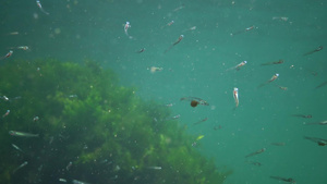 海藻海里浮游生物30秒视频