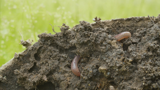 爬入新鲜挖出的土壤中的蠕虫视频