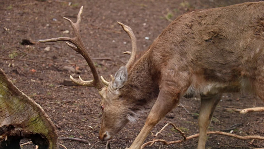 一只美丽的鹿有大鹿角野生的大自然视频