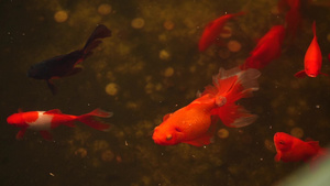在水下的红色金鱼12秒视频
