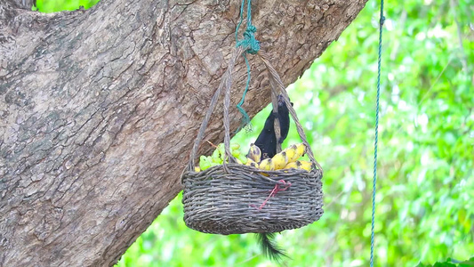黑松鼠在挂在树上的篮子里吃水果视频