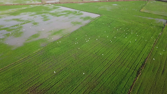 鸟群在稻田中飞翔视频