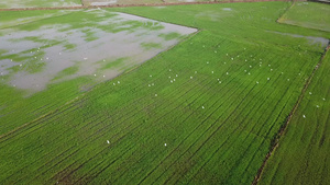 鸟群在稻田中飞翔12秒视频