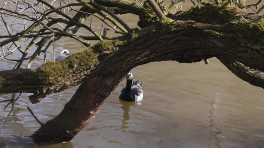 一只美丽的黑鸟在树后面的水中游过视频