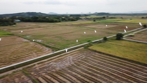 稻田中鸟鸟群的灰色鸟类群19秒视频