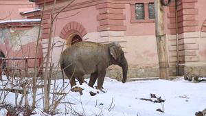 一个有趣的大象站在街上在冬天16秒视频