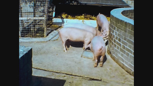 1965年拍摄的猪6秒视频