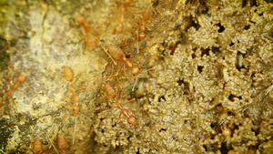 巴迪亚国家公园红蚂蚁和白蚁29秒视频