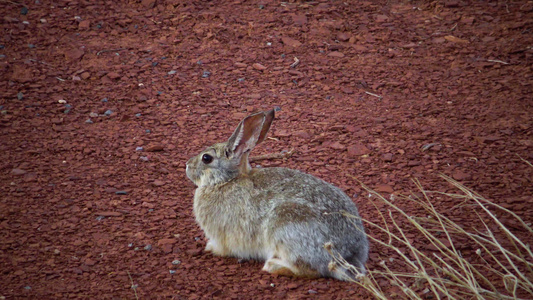 在乌塔的野外野兔视频