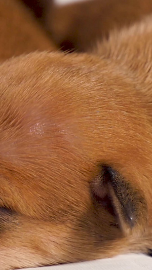 哺乳期小奶狗狗崽子190秒视频