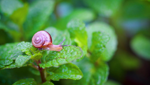 惊蜇微距视频在叶子爬行的蜗牛32秒视频