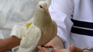 广场鸽18秒视频