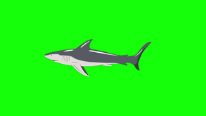 灰鲨鱼16秒视频