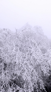 航拍冰雪覆盖的森林视频素材视频