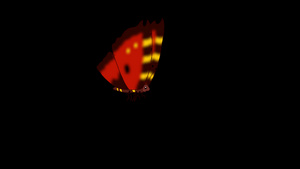 红纹蝴蝶苍蝇阿尔法环状13秒视频