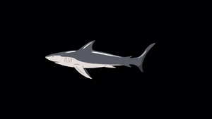 灰鲨鱼游阿尔法马特16秒视频