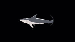 灰鲨鱼游动环状阿尔法马特14秒视频