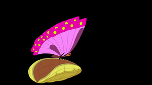 一只美丽的蝴蝶从一个公角中孵化出来9秒视频