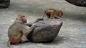 动物园的猴子34秒视频