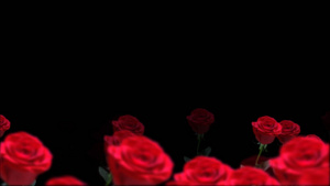 玫瑰花透明背景视频元素20秒视频