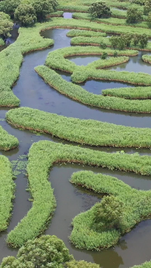 江苏盐城大纵湖芦苇荡风光自然风光29秒视频