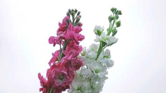 红白色紫罗兰鲜花实拍视频素材视频