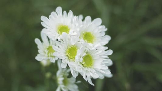 小雏菊鲜花实拍视频素材视频