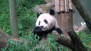 国宝大熊猫45秒视频