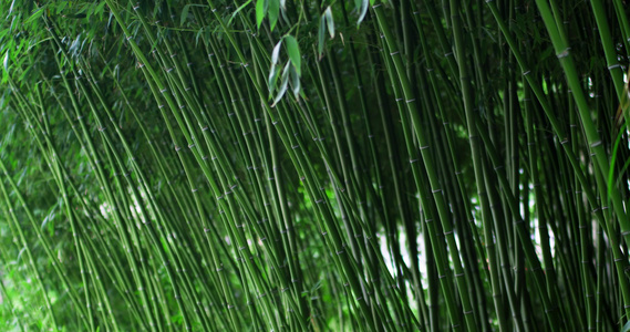 竹子视频