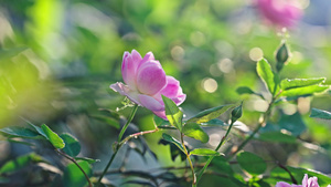 4k春日春暖花开蔷薇花朵15秒视频