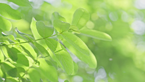 4k春日阳光下饭绿植植物树叶空镜头16秒视频