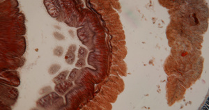 显微镜下的蚯蚓的肠道30秒视频