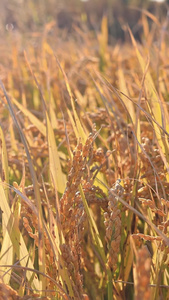 成熟的麦穗原生态视频