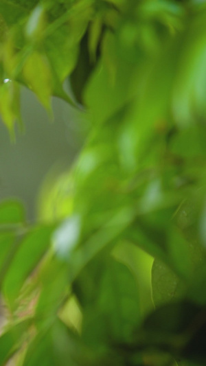 夏天梅雨季雨水打在花朵上雨滴生命力17秒视频