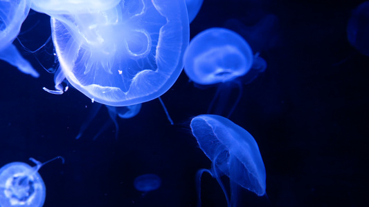 4K一群荧光水母在水族馆池中游泳透明水母水下镜头与视频