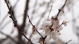 满是春雪的树枝盛开花朵延时19秒视频