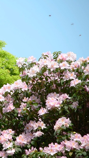  深圳梧桐山盛开的毛棉杜鹃花百花盛开12秒视频