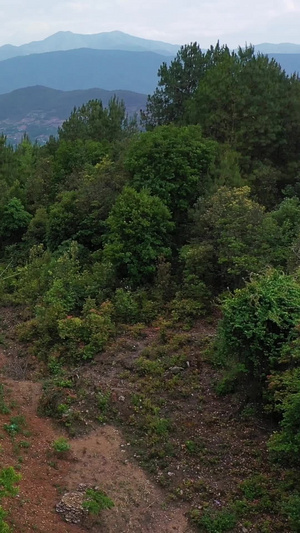 大理漾濞抗震救灾车队行驶在高山之巅森林帐篷蜿蜒道路之间179秒视频