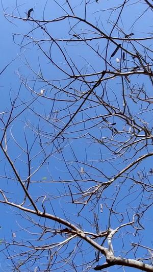 户外蓝天下的树枝实拍视频9秒视频