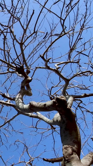 户外蓝天下的树枝实拍视频9秒视频