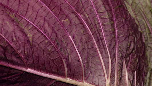 食材紫苏叶烧烤视频