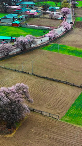 西藏林芝波密桃花沟航拍素材4A景区视频