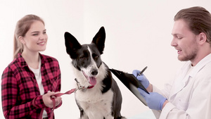 兽医在狗医用卡上写工作笔记11秒视频