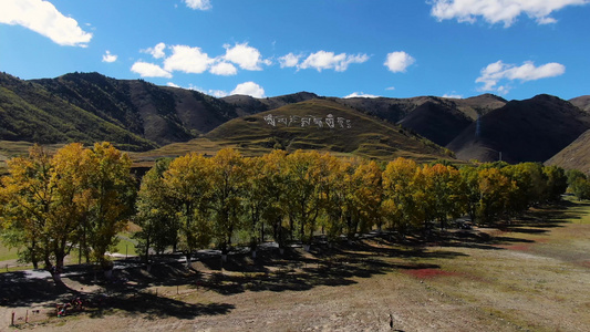 航拍秋季川西高原金色的白杨树视频
