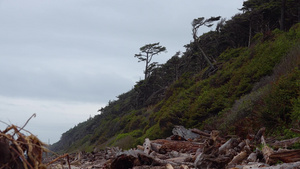 太平洋海岸海滩宽阔有树干沙黑色奥林匹亚国家公园乌萨岛24秒视频
