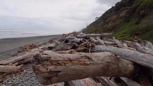 太平洋海岸的海滩有宽阔的树干38秒视频